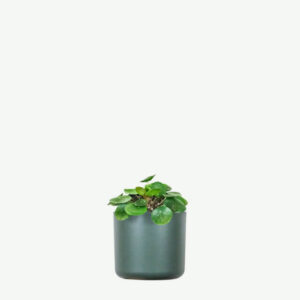 Spathiphyllum