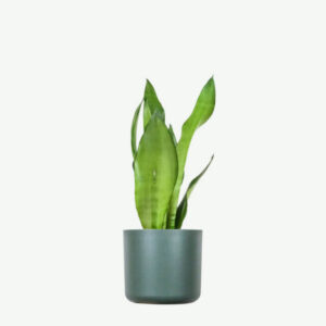 Ficus Decora Cabernet