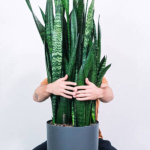 Plantes d'extérieur