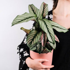 Plantes d'intérieur