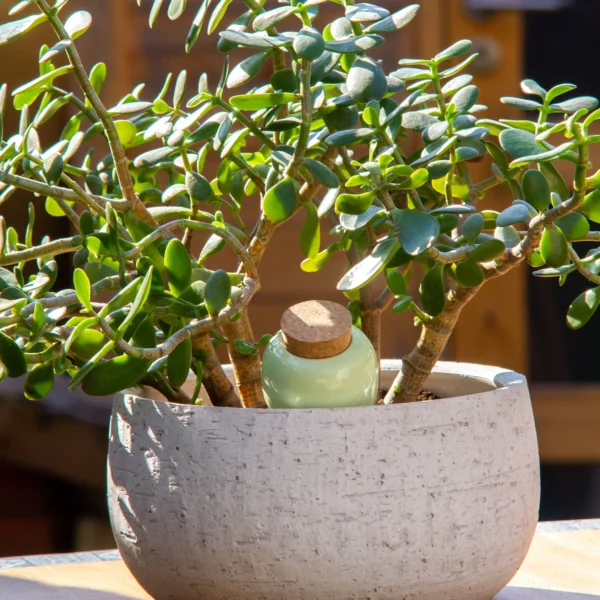 Olla - Blanc grainé – Image 2